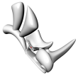 Rhinoceros